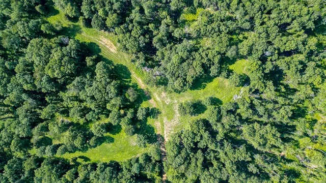 a view of a yard with plants and trees