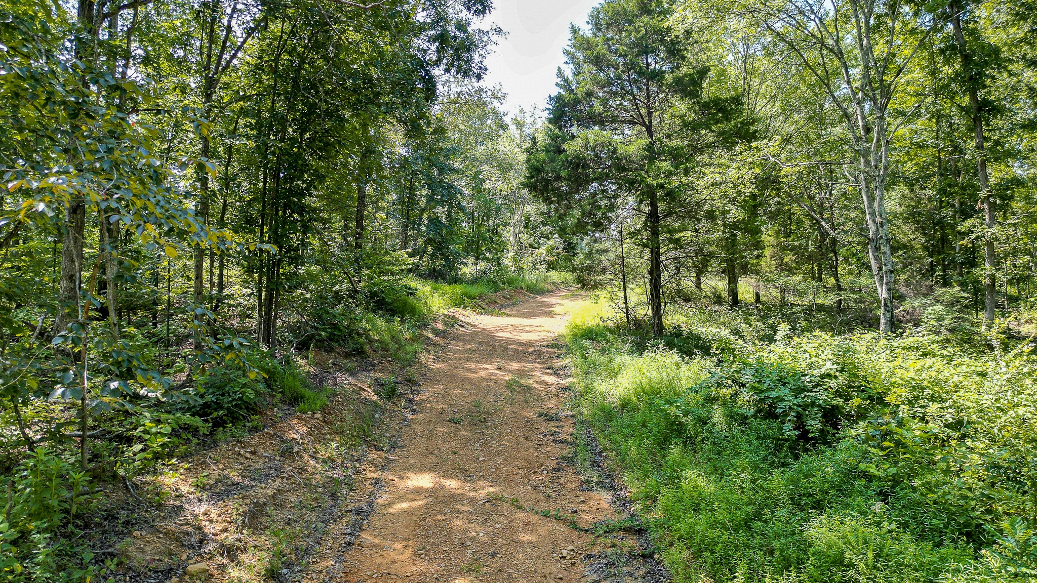 0 Highway 230 McEwen, TN 37101 - Photo 41 of 48 a view of a yard with plants and a bench