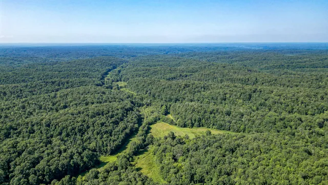a view of a yard with trees