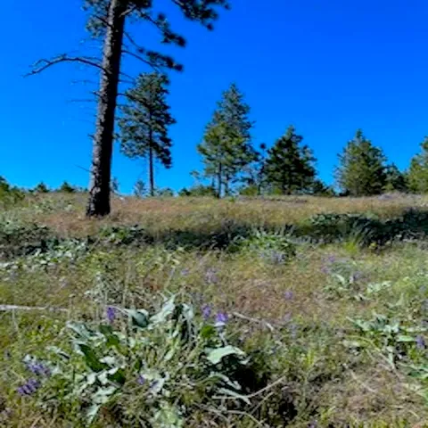 $79,000 | Lot B Lot B Kronos Short Plat/pine Hen Lane, Davenport, WA 99122