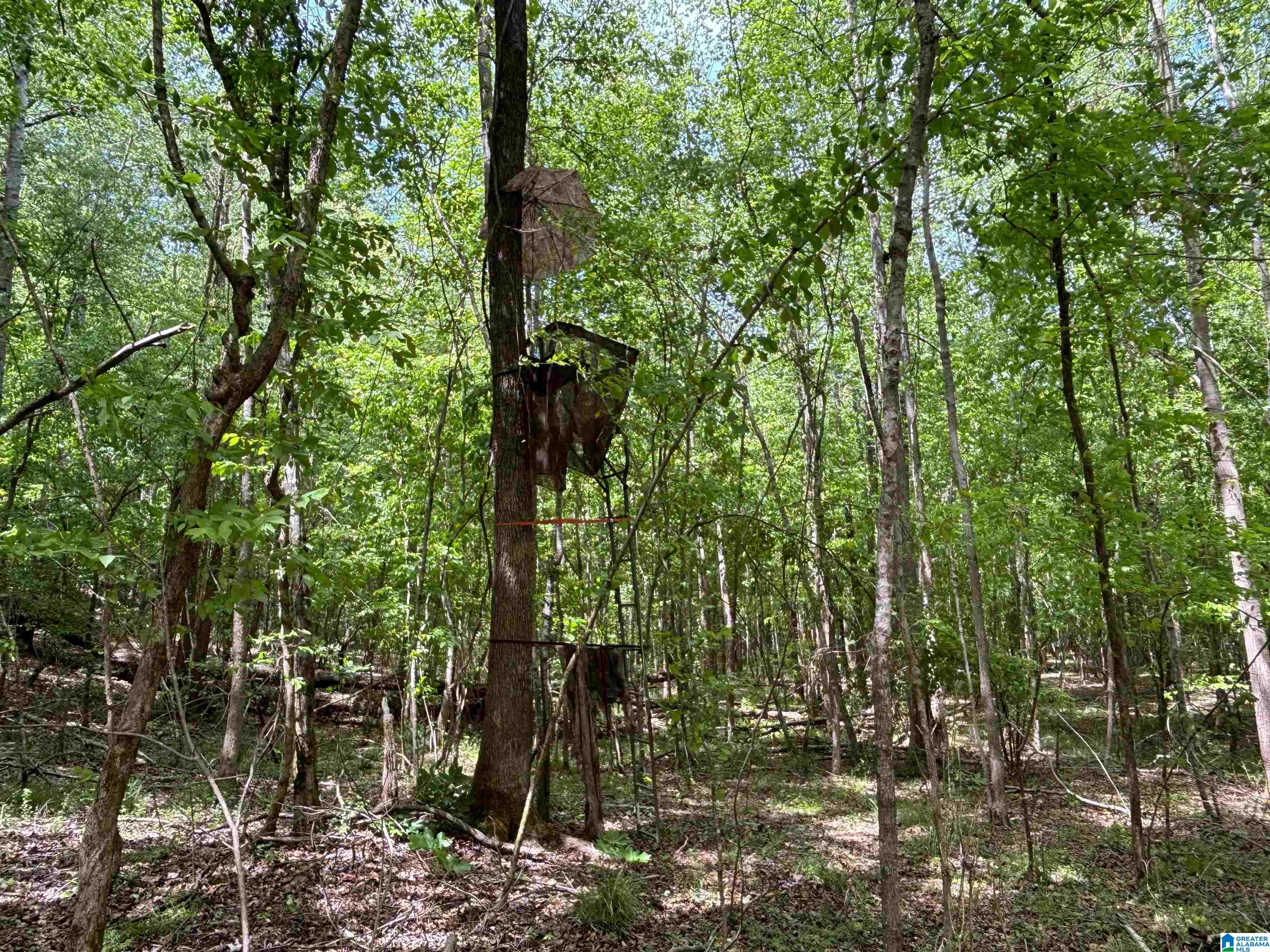 498 Blackwood Road, Unit 14 9 ACRES Parrish, AL 35580 - Photo 5 of 50