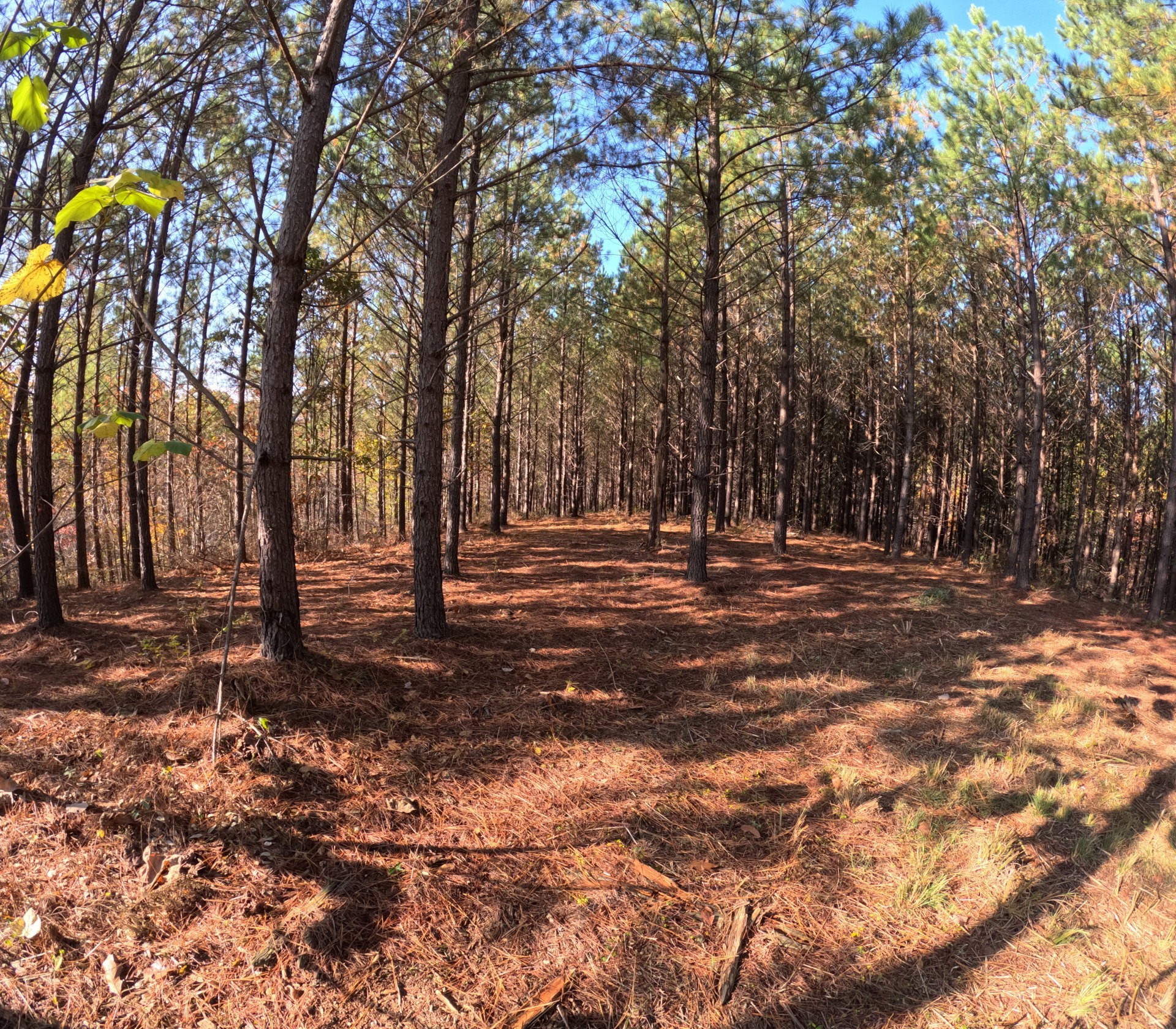 3020 Mcgee Road Linden, TN 37096 - Photo 14 of 24 a view of outdoor space with trees