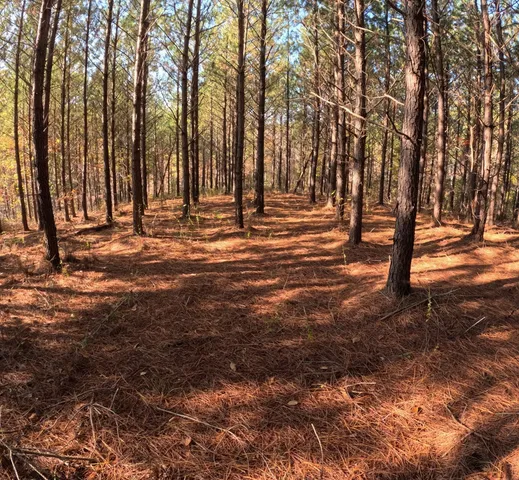 a view of outdoor space with trees