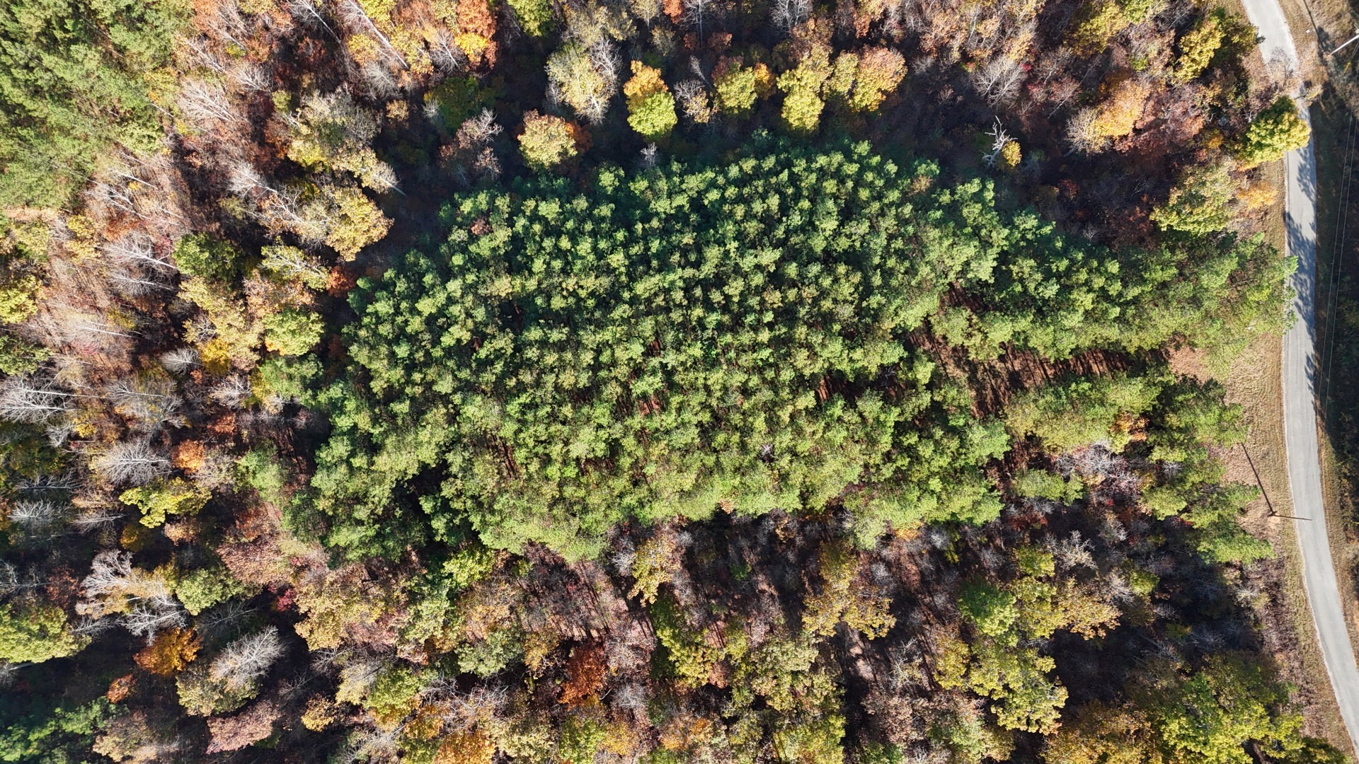 3020 Mcgee Road Linden, TN 37096 - Photo 5 of 24 a view of a tree