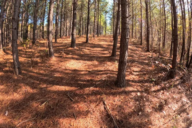 a view of a yard with trees