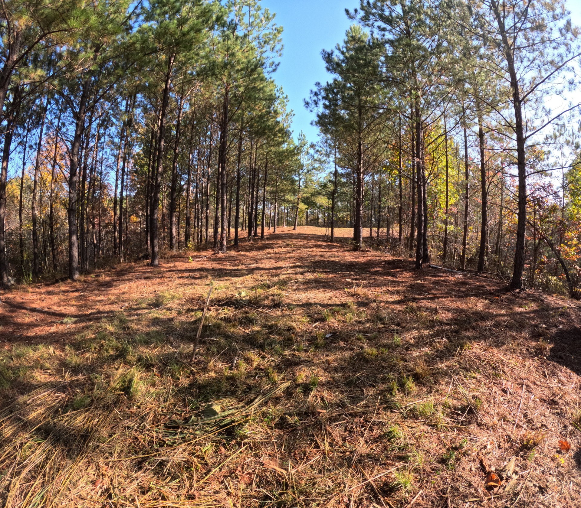 3020 Mcgee Road Linden, TN 37096 - Photo 9 of 24 a view of outdoor space with trees
