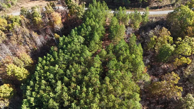 a view of a forest with a tree