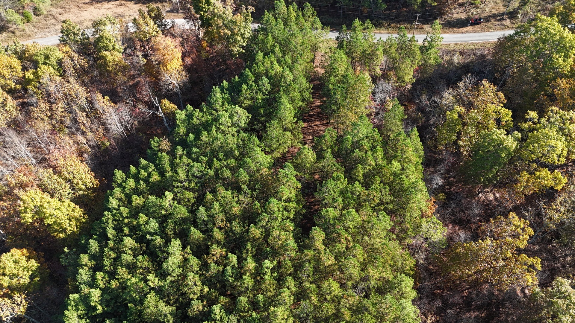 3020 Mcgee Road Linden, TN 37096 - Photo 10 of 24 a view of a forest with a tree