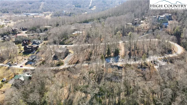 a close up of a plant in a forest