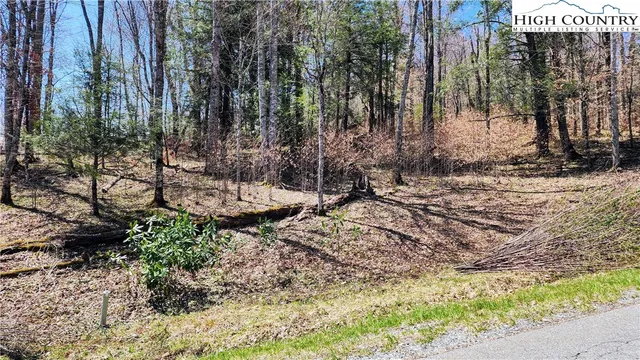 a view of a yard with plants and trees
