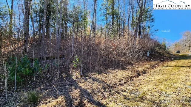 a view of a yard with plants and trees