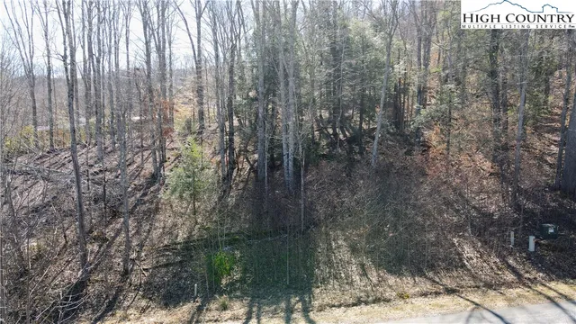 a close up of a plant in a forest
