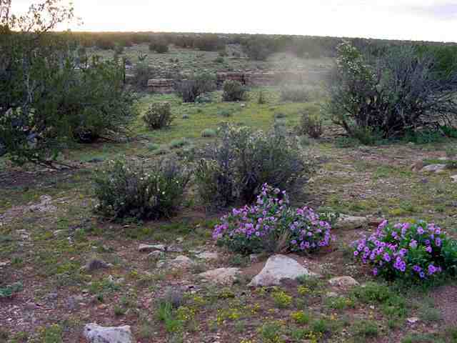Lot 165 Chevelon Canyon Ranch Heber, AZ 85928 - Photo 3 of 3