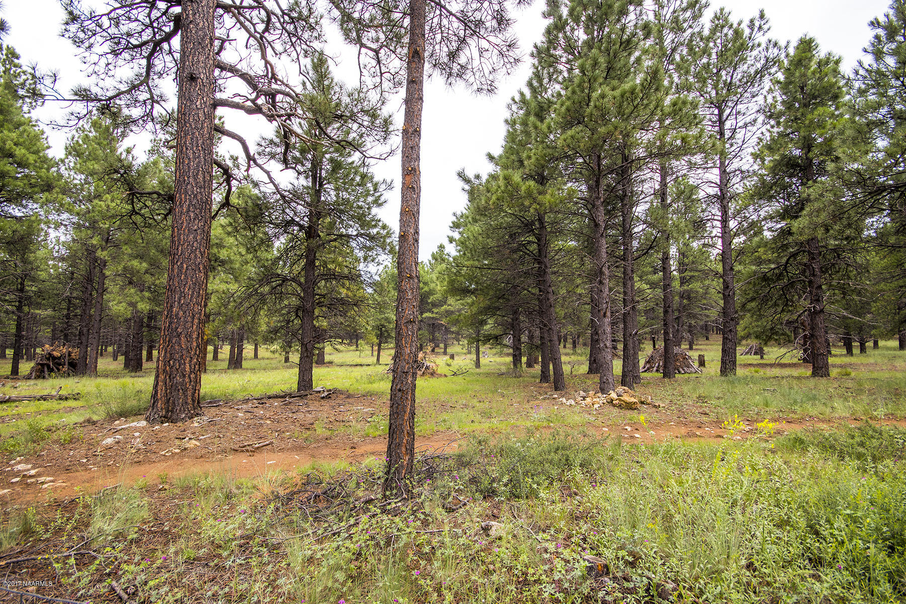 19 East Quartz Road Flagstaff, AZ 86005 - Photo 29 of 29 National Forest