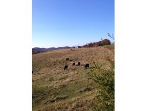 ? Scott Pond Road Parrottsville, TN 37843 - Photo 11 of 13 Photo 11