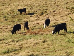 ? Scott Pond Road Parrottsville, TN 37843 - Photo 12 of 13 Photo 12