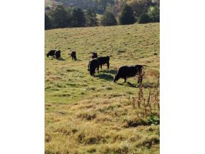 ? Scott Pond Road Parrottsville, TN 37843 - Photo 8 of 13 Photo 8