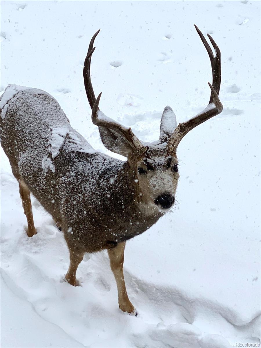 8331 South Warhawk Road Conifer, CO 80433 - Photo 40 of 40 a view of a sink