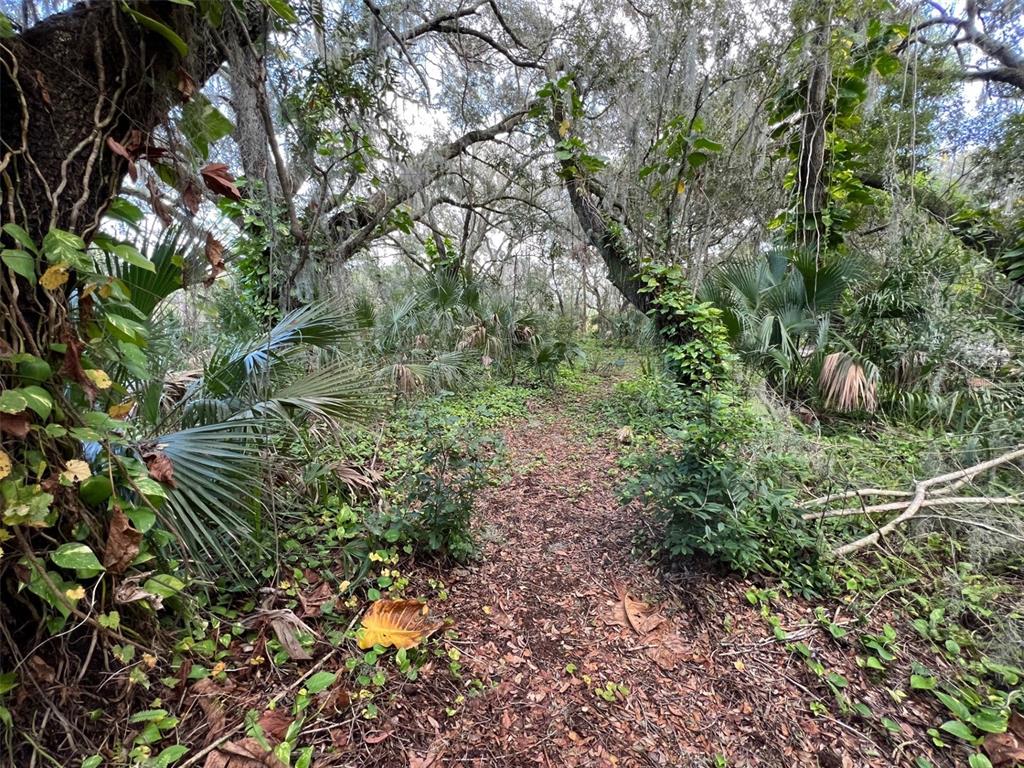 11708 Bullfrog Creek Road Gibsonton, FL 33534 - Photo 51 of 61 Path leading to back of property and creek