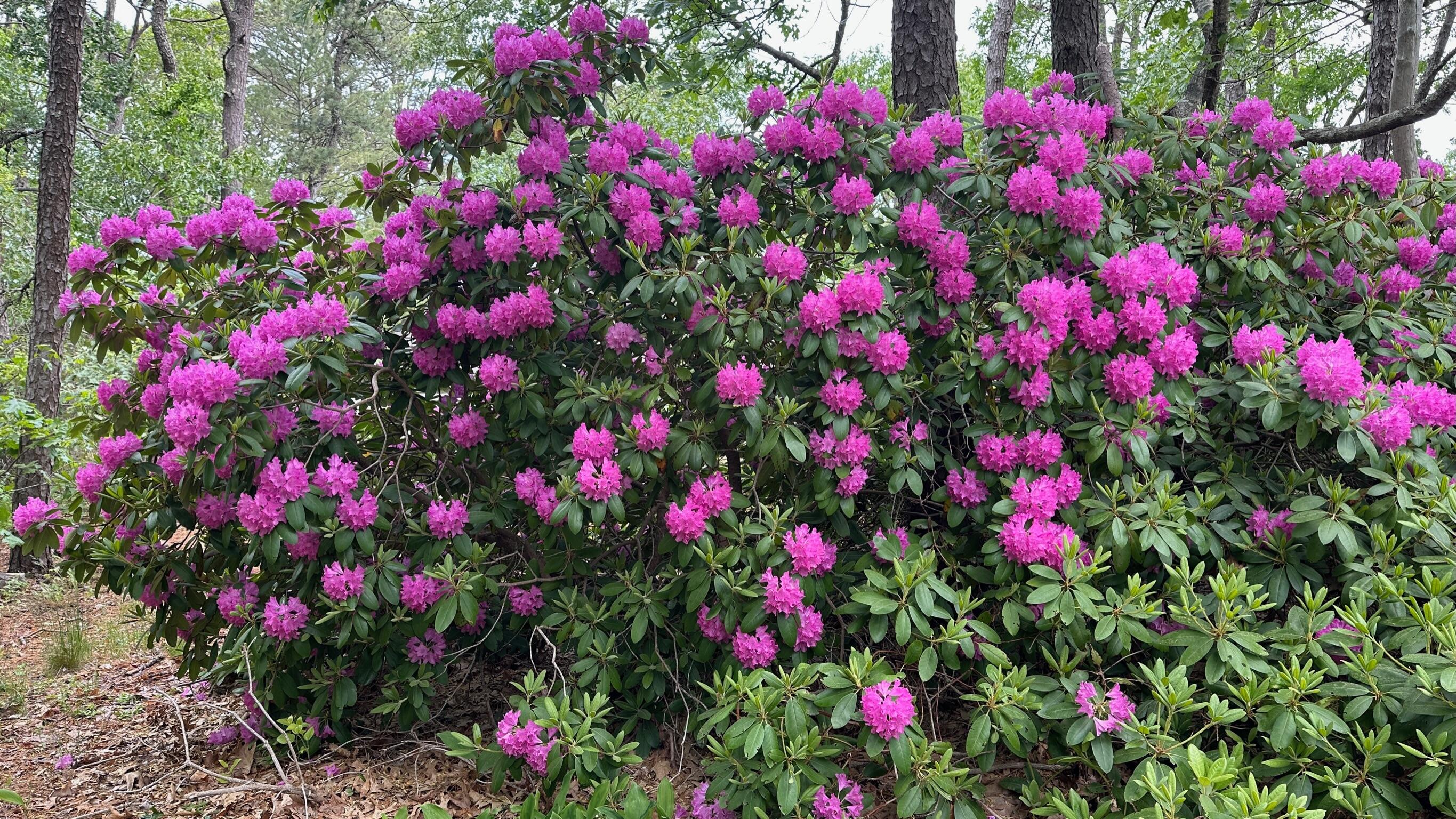 50 Slow Turtle Way Wellfleet, MA 02667 - Photo 26 of 37 a view of a flower in a bunch