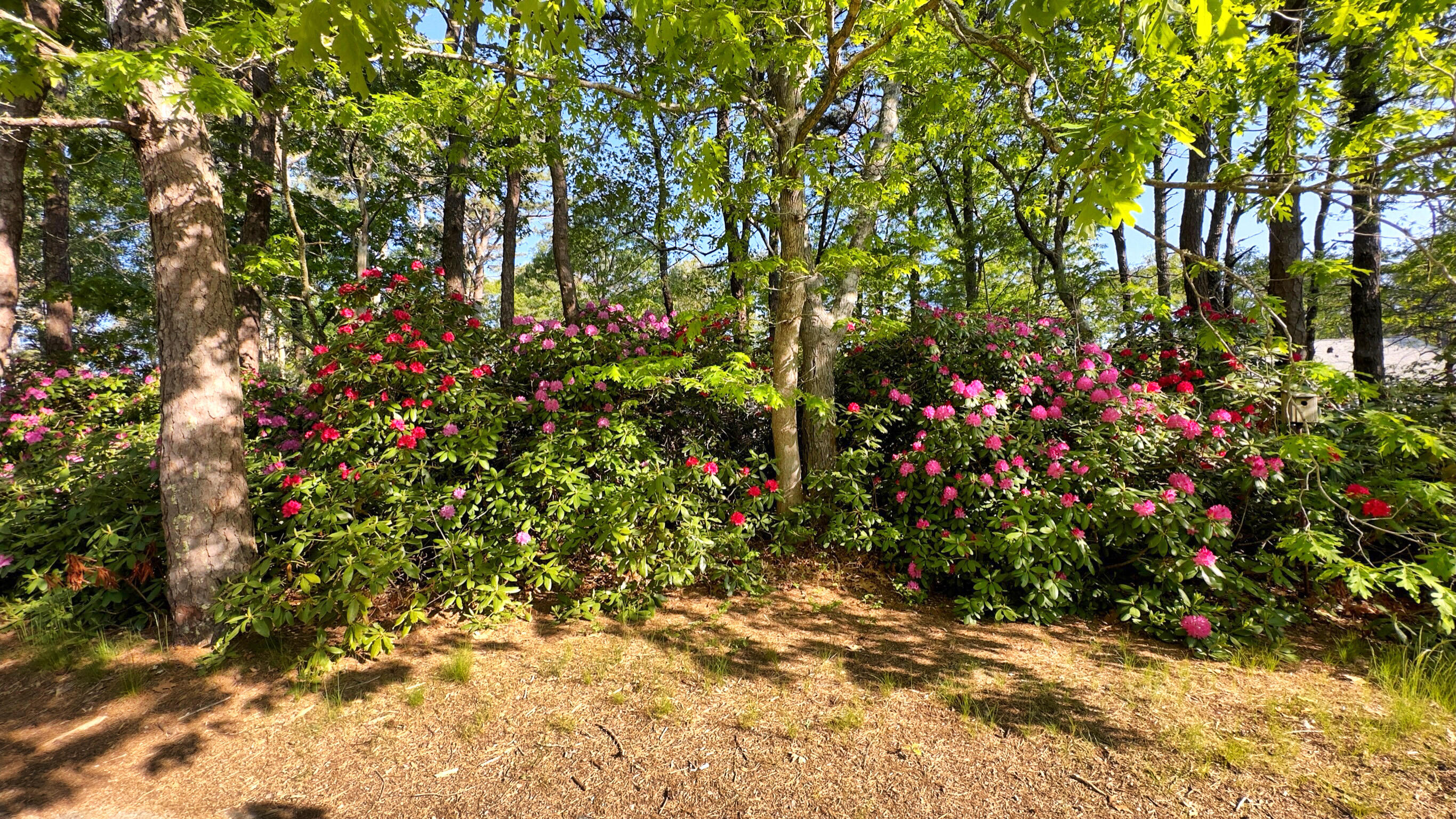 50 Slow Turtle Way Wellfleet, MA 02667 - Photo 27 of 37 a close up of a tree