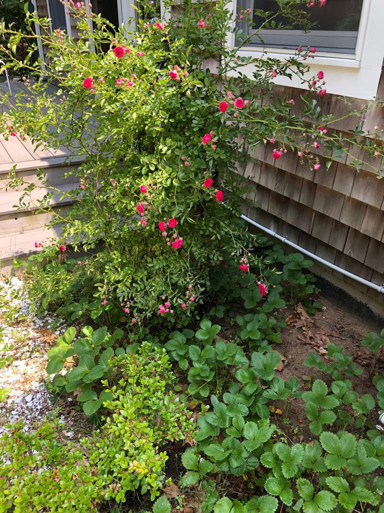 50 Slow Turtle Way Wellfleet, MA 02667 - Photo 30 of 37 a view of a flower garden