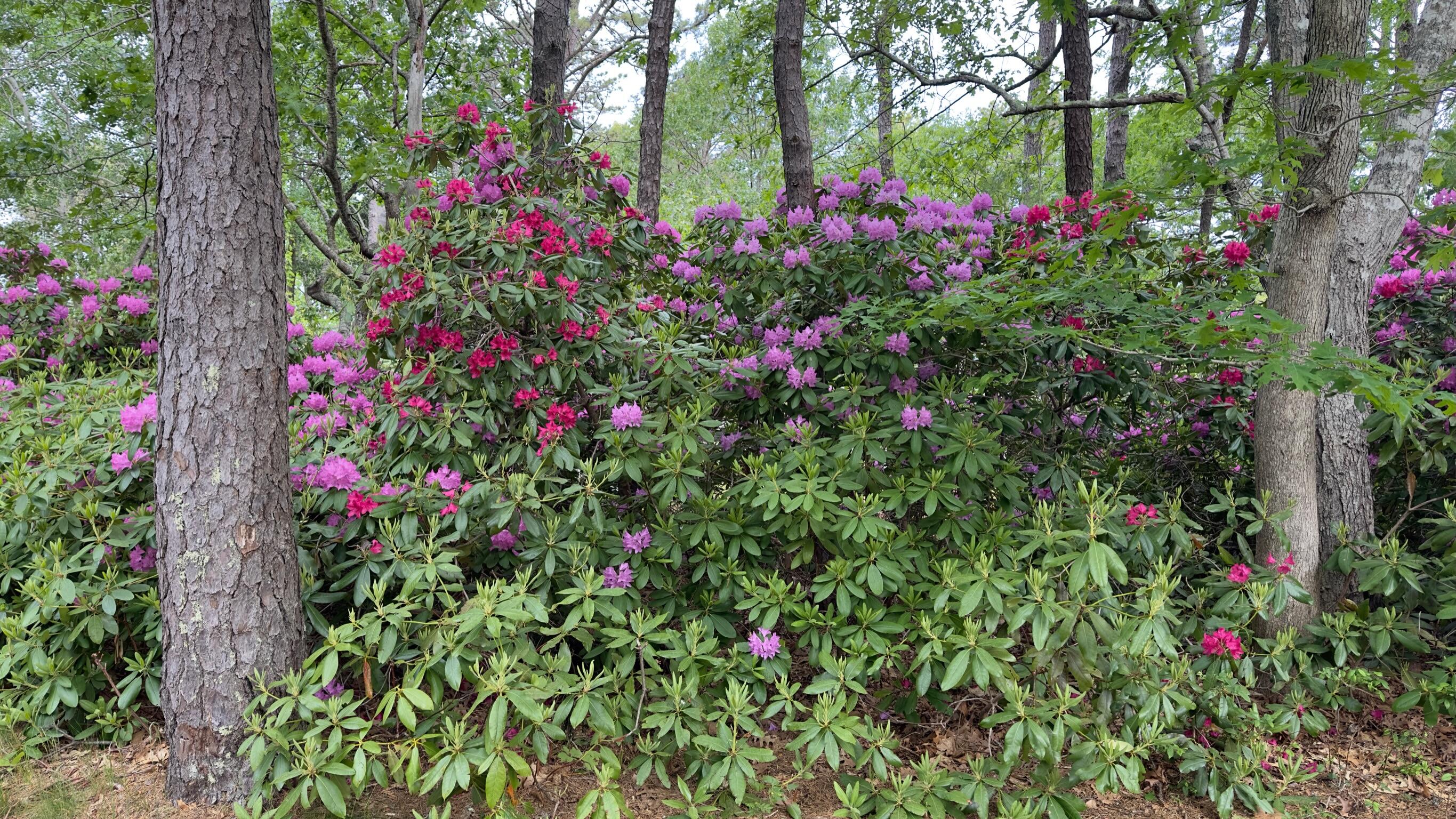 50 Slow Turtle Way Wellfleet, MA 02667 - Photo 33 of 37 a view of a flower in a garden