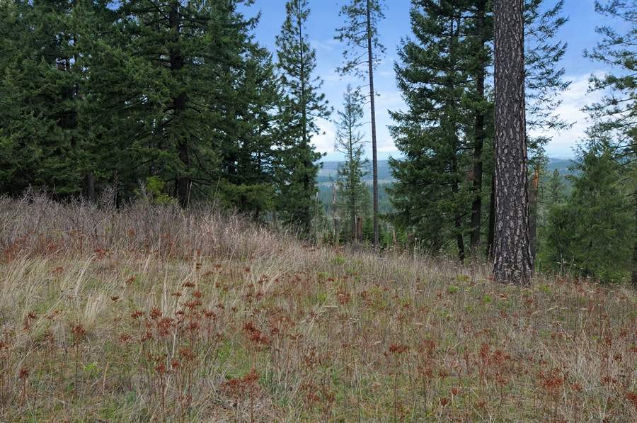 23019 North Madison Road Mead, WA 99021 - Photo 14 of 20