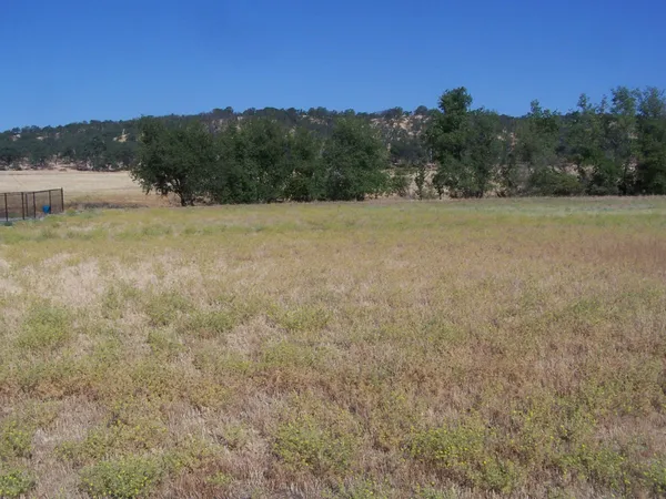 a view of a field with a tree in the background
