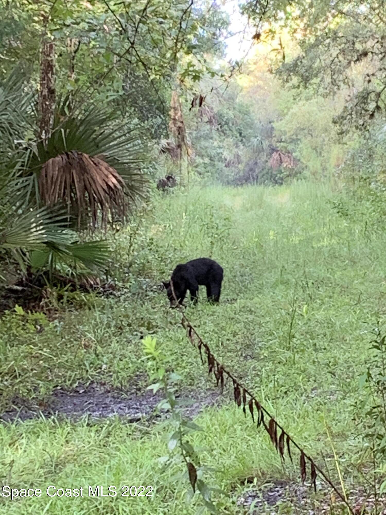 D D Johnson Mims, FL 32754 - Photo 23 of 25 IMG_4509