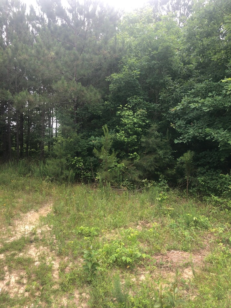 0 Old Chappell Ferry Road Johnston, SC 29832 - Photo 2 of 5 Gallery Image 2