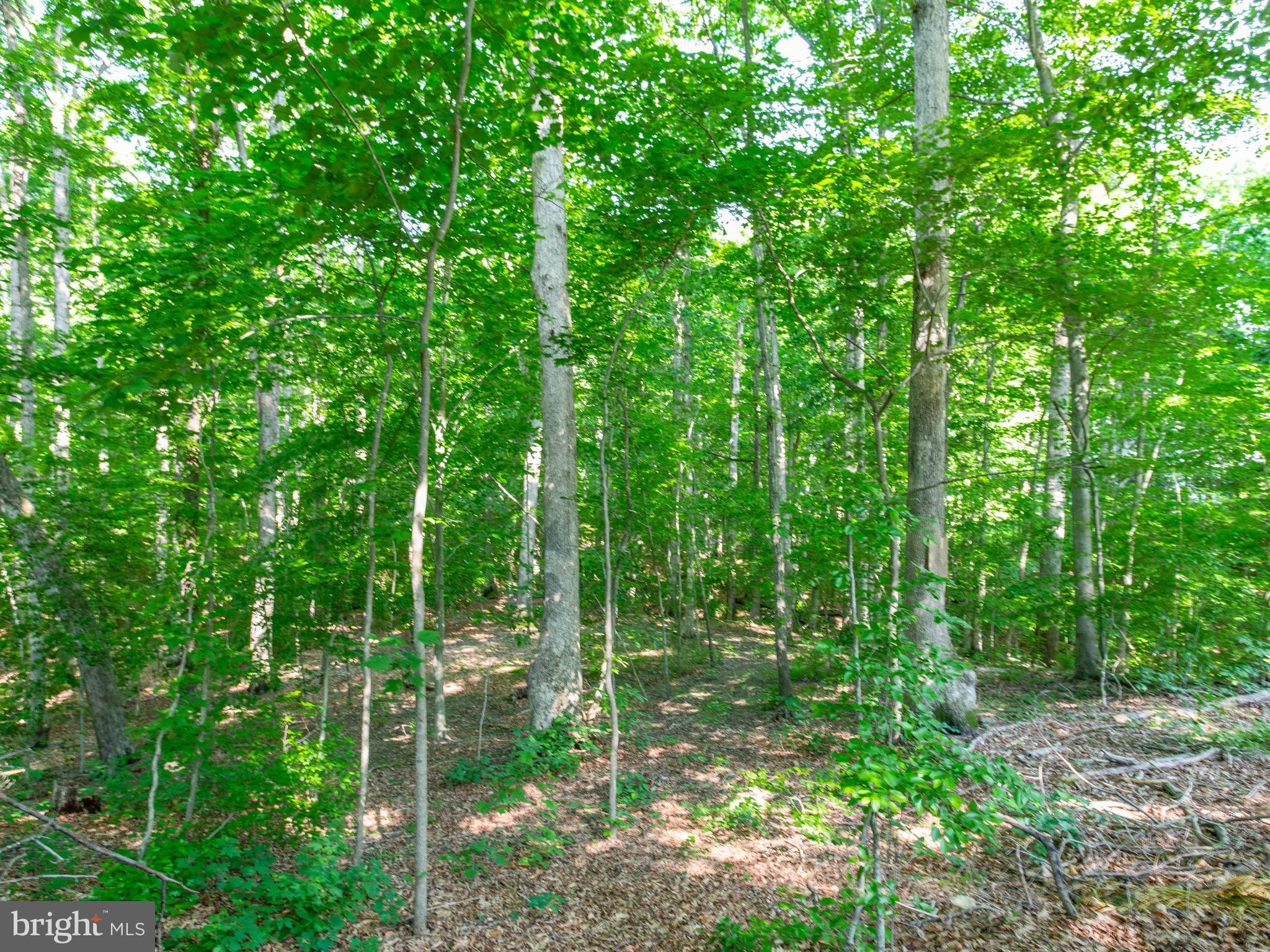9710 Smith Way Dunkirk, MD 20754 - Photo 61 of 66 Additional room for backyard - slight grade