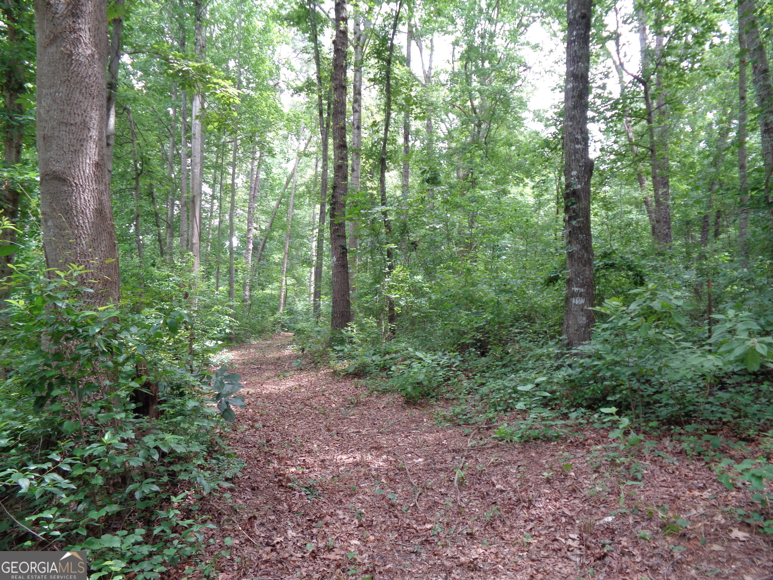 2411 Kesler Road Carnesville, GA 30521 - Photo 38 of 61 a view of a forest that has large trees