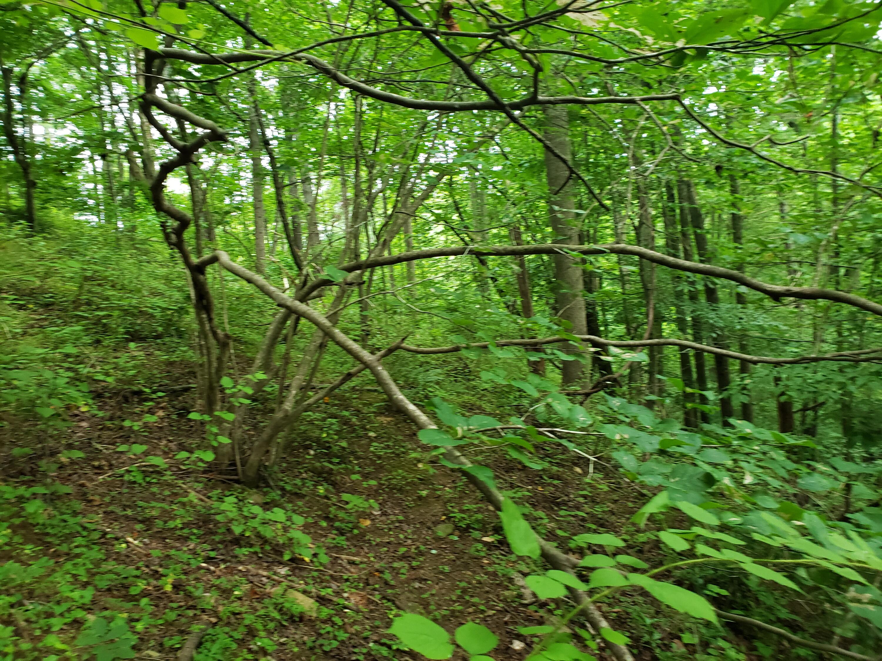 Lot 21 Moon Ridge Lane Goodview, VA 24095 - Photo 32 of 47 a backyard of a house with lots of green tree