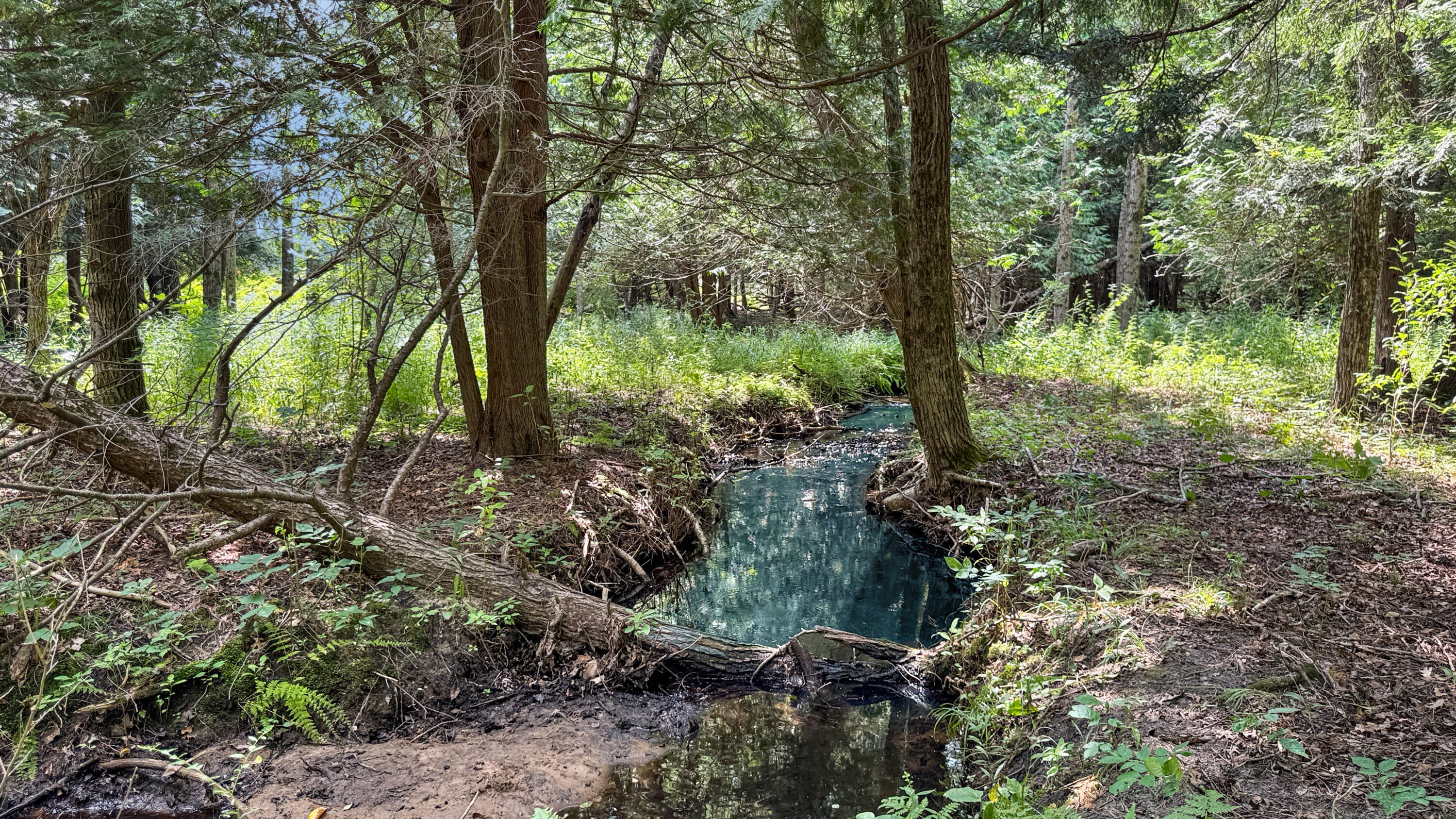 4353 East 6 Mile Road Luther, MI 49656 - Photo 65 of 73 Greg Bosscher (86)