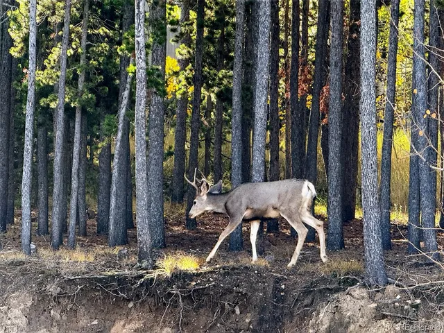 a swimming pool with trees in the background
