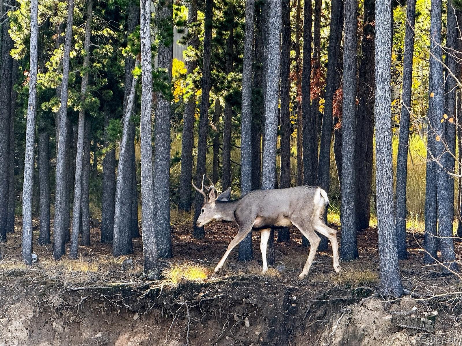 20341 Maxwell Drive Morrison, CO 80465 - Photo 43 of 47 a view of outdoor space yard and slide