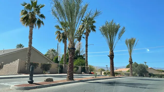 a view of a street with palm trees