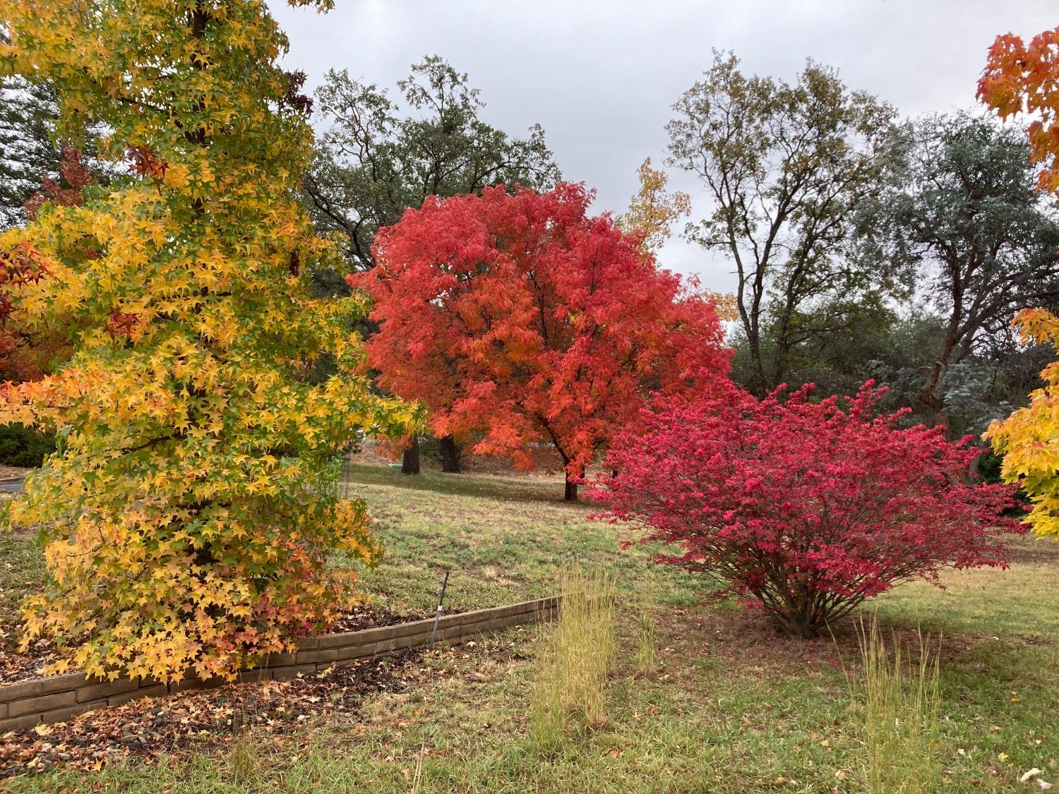 6705 Ravine Court Newcastle, CA 95658 - Photo 14 of 15 a view of a yard