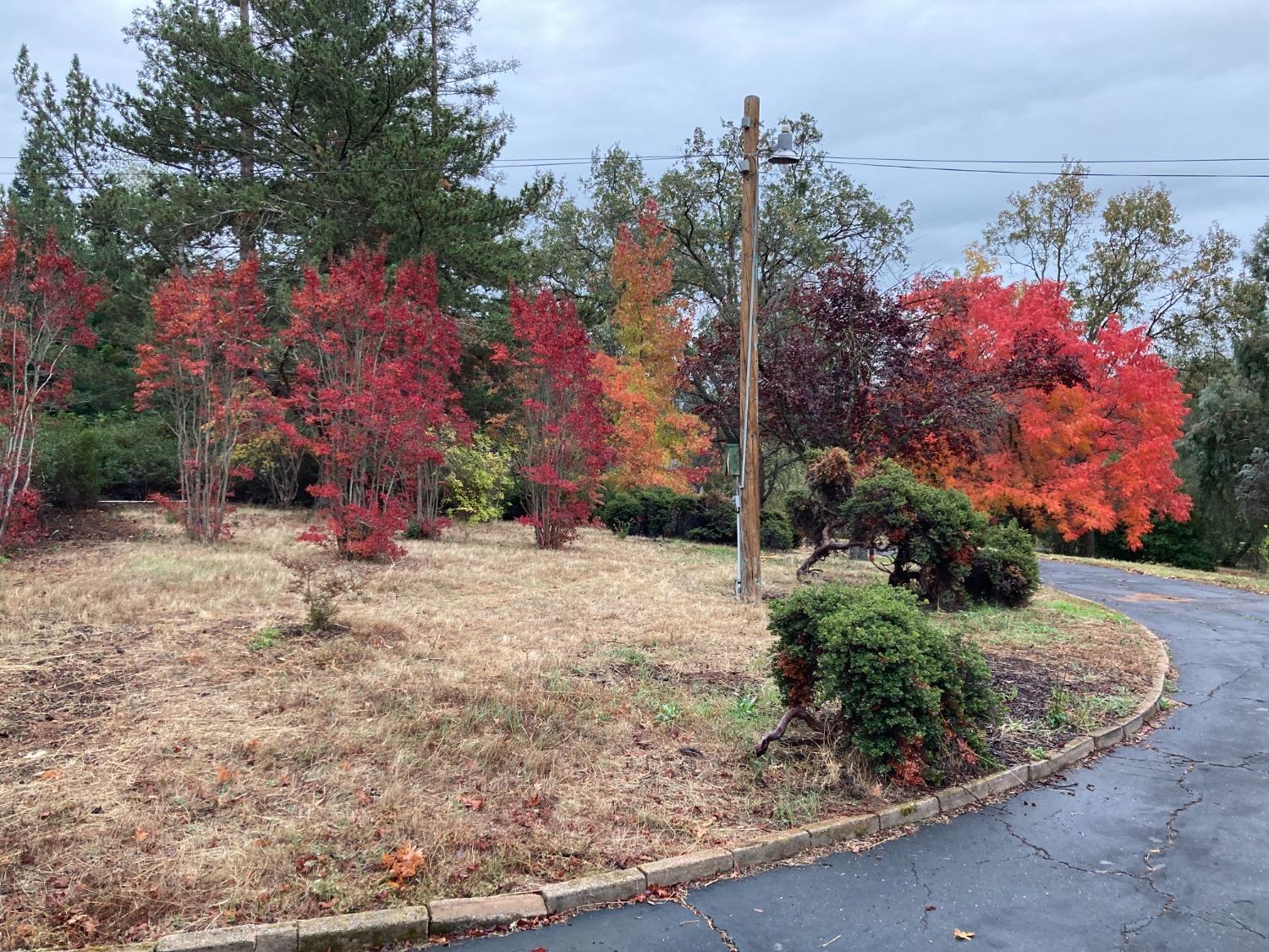 6705 Ravine Court Newcastle, CA 95658 - Photo 15 of 15 a street view with large trees