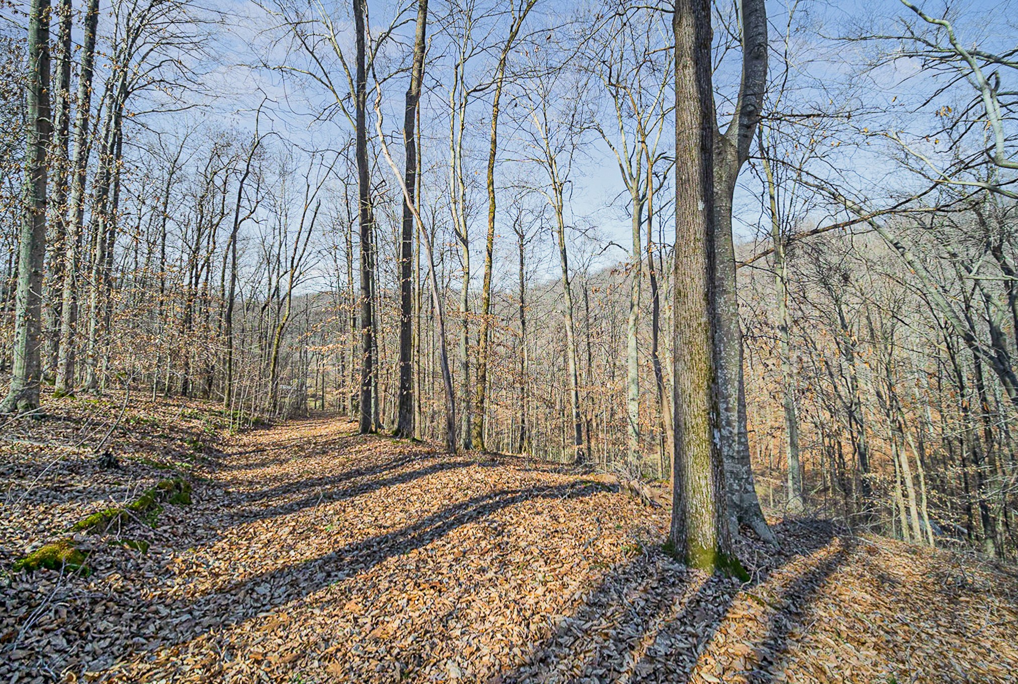 4100 Skelley Road Santa Fe, TN 38482 - Photo 8 of 25 a view of a backyard with pathway