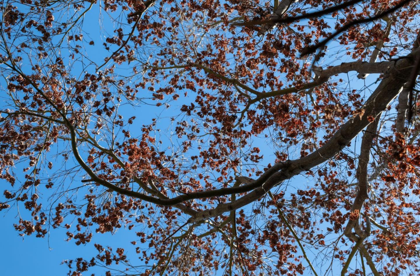 834 Cedro Way Stanford, CA 94305 - Photo 22 of 23