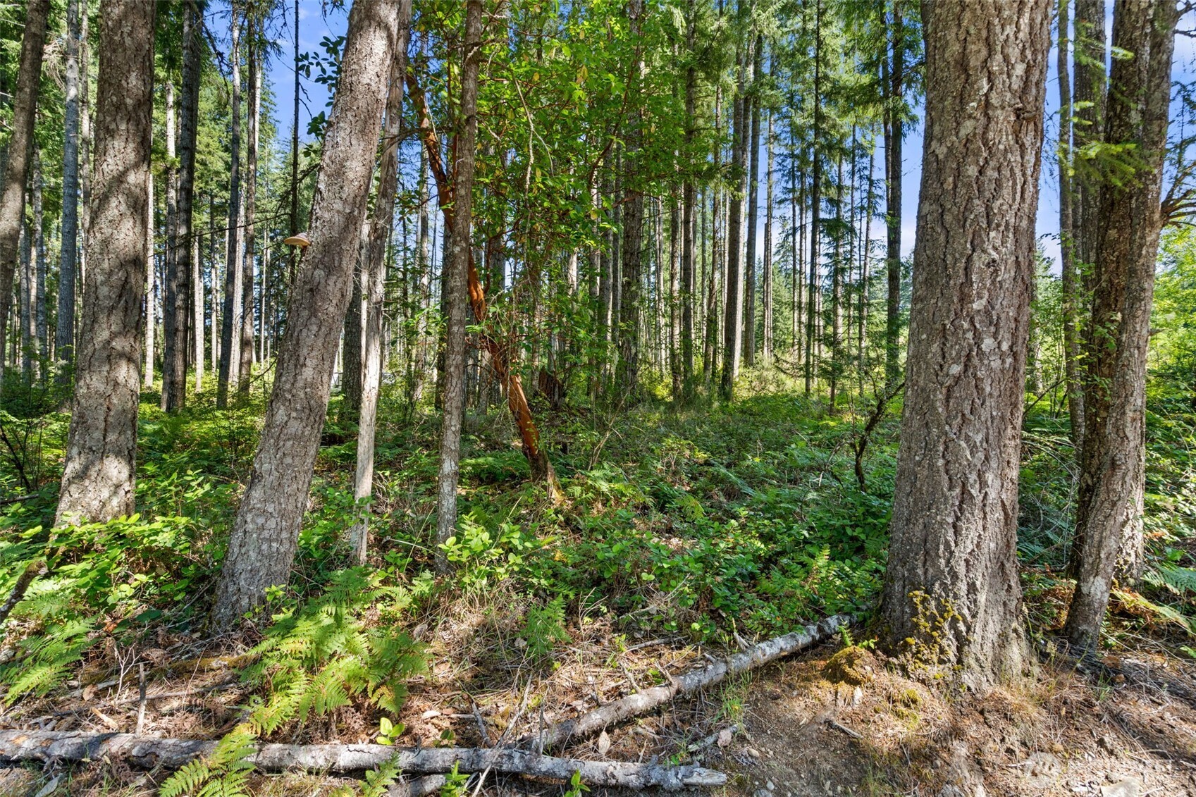 1030 East Phillips Lake Road Shelton, WA 98584 - Photo 2 of 21
