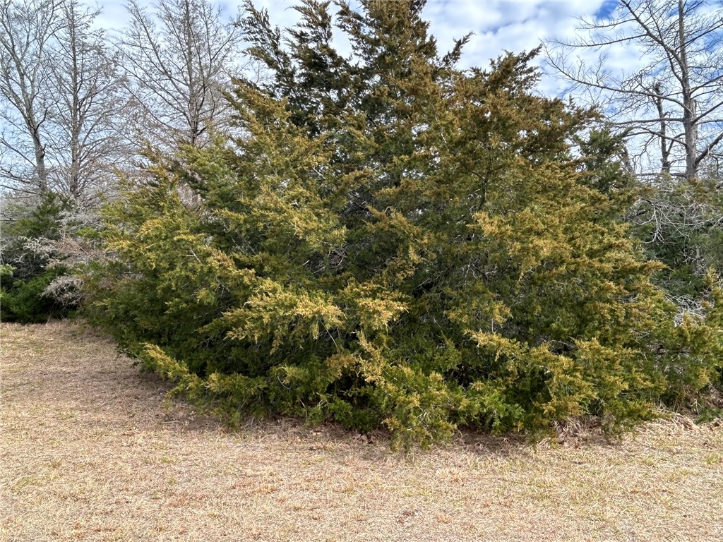 Tbd Tbd Deer Run, Unit COUNTYROAD College Station, TX 77845 - Photo 12 of 18