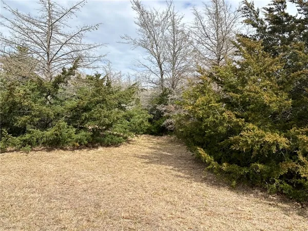 a view of a yard with plants and trees