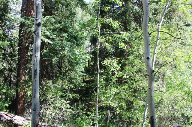 a view of a lush green forest