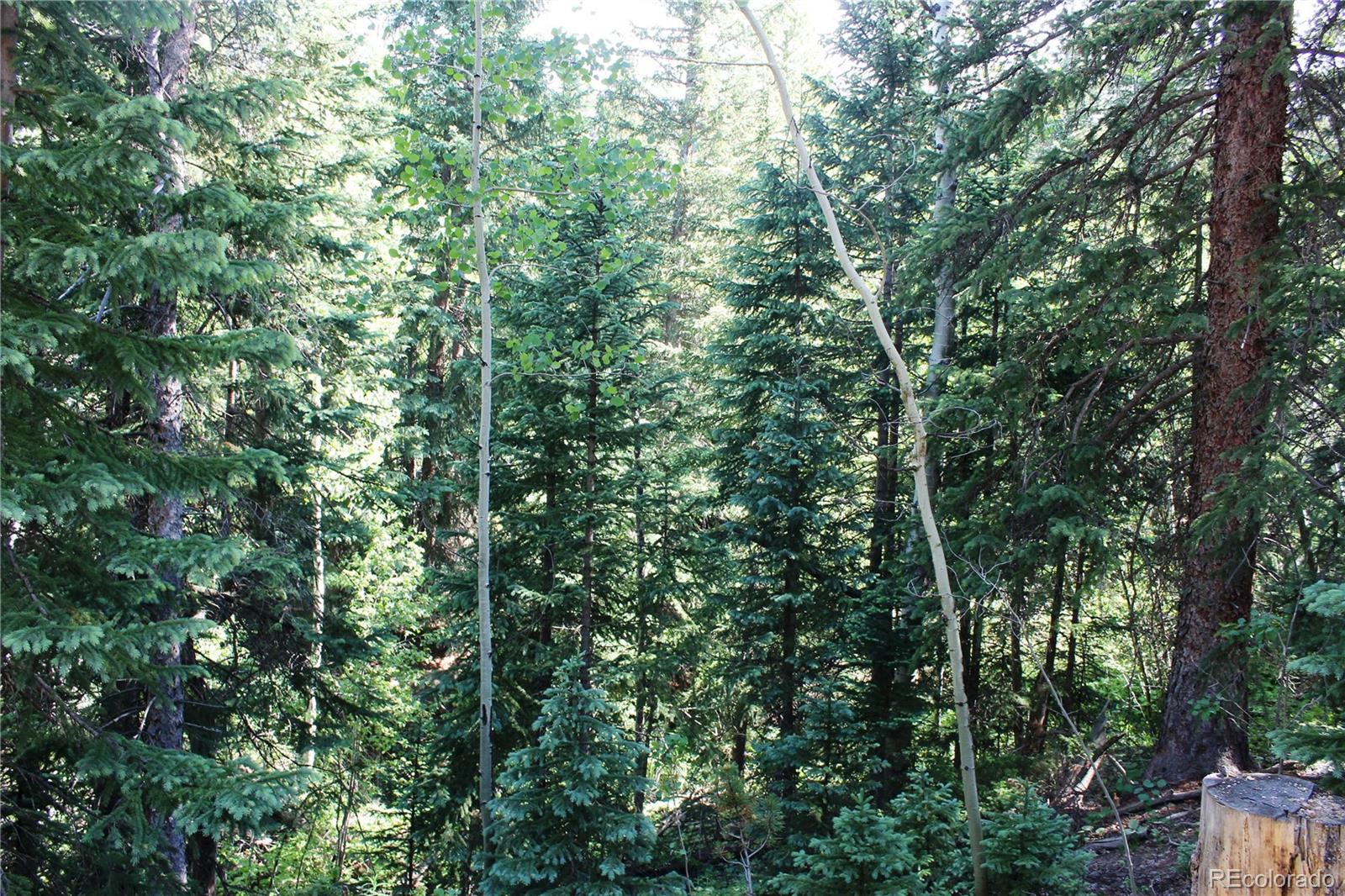 0 Sunflower Road Black Hawk, CO 80422 - Photo 12 of 14 a view of a lush green forest