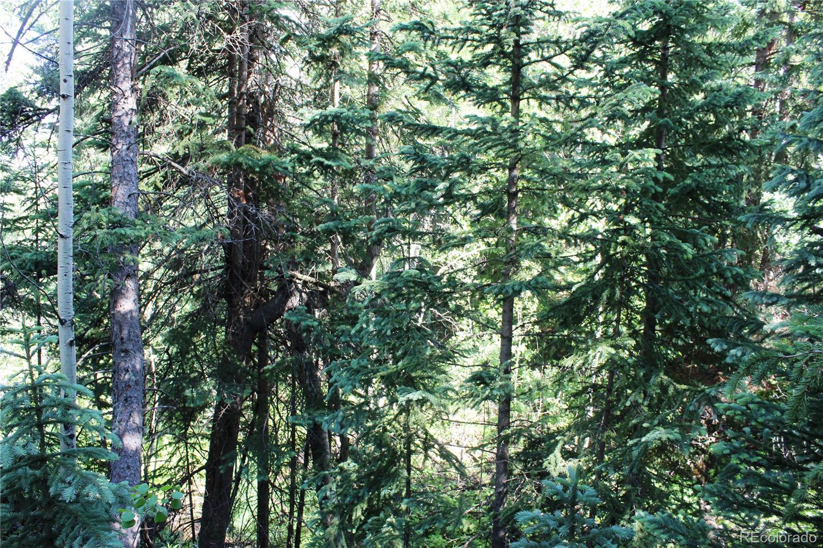 0 Sunflower Road Black Hawk, CO 80422 - Photo 13 of 14 a view of a tree