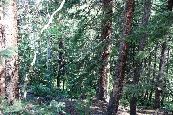 a view of a forest with a tree