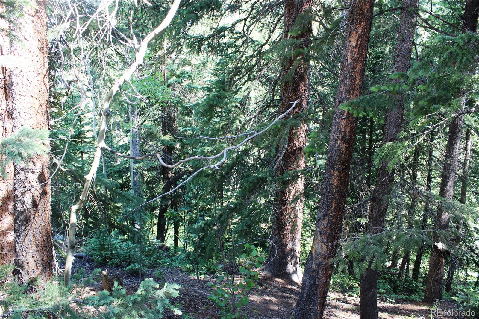0 Sunflower Road Black Hawk, CO 80422 - Photo 4 of 14 a backyard of a house with lots of trees